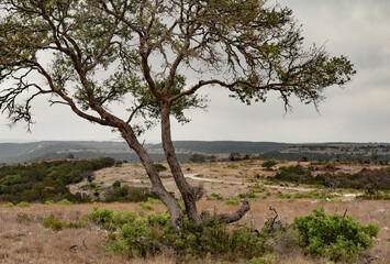 Fototapeta na wymiar Hill country in Texas with large mesquite