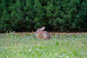 Rabbit sitting down on green grass with dark green trees as a background