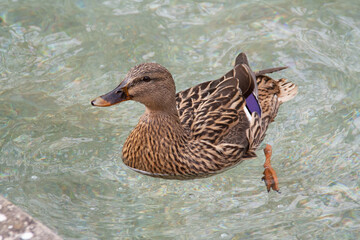 Female duck on transparent see-through water