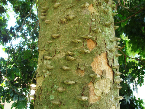 Brazilwood trunk, Pau-Brasil, bole, body tree