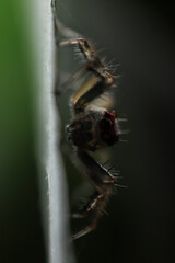 fly on leaf