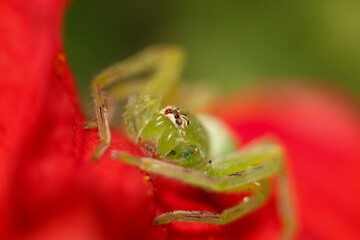 grasshopper on a flower