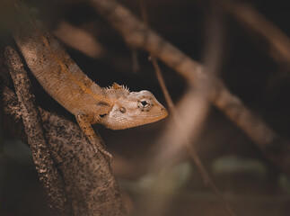 lizard on a tree