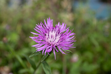 Serratula tinctoria or dyer's plumeless saw-wort flowering plant in the family Asteraceae