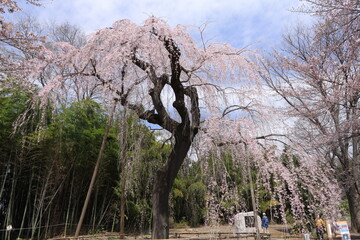 普門寺　しだれ桜　埼玉県　桶川市