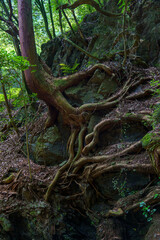 岩に絡んだ木の根