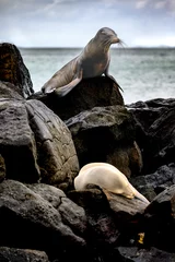 Foto op Canvas Light and dark sea lion on lava rocks with ocean background, Galápagos  © Michael