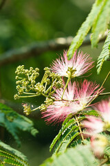 可愛いネムノキの花