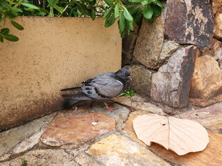 The sick pigeon stood on the ground beside the stone wall. The gray pigeon stands weak due to avian influenza (avian influenza A virus infection). Pigeons and droppings are carriers of human disease.
