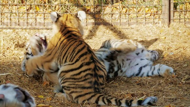 Tiger cubs frolic, play, bite each other in hay in cage. Big striped cat kids are fighting in zoo. Feline animal children have fun, spend time in fenced area. Sunny day. Predators family