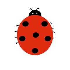 Fototapeta premium ladybug on white background