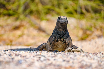 Marine iguana sitting on beach, facing, Galápagos 
