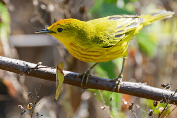 Yellow warbler on a branch, Galápagos 