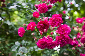Rose bush with lots of red  pink roses in bloom . Nature background . Decorative flower