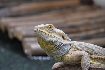 Bearded Dragon