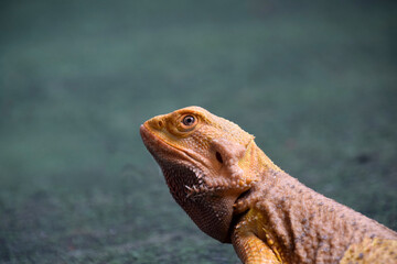 Bearded Dragon