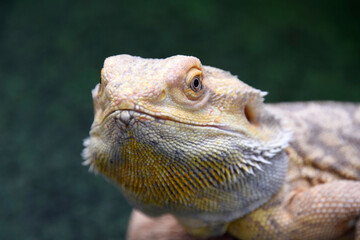 Bearded Dragon
