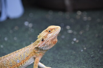 Bearded Dragon