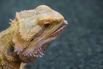 Bearded Dragon