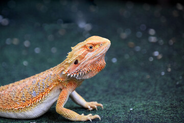 Bearded Dragon