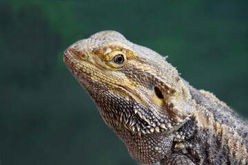 Bearded Dragon