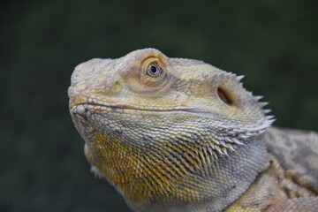 Bearded Dragon