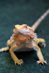 Bearded Dragon