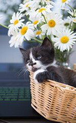 kitten lies in a wicker basket near a bouquet of daisies and a laptop. Online communication,...