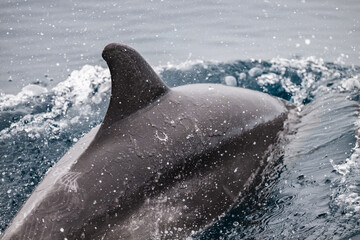 Fototapeta premium Dophin swimming in ocean, Galápagos 