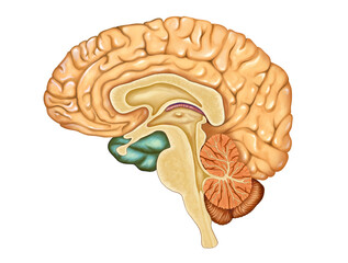 Brain cross-section