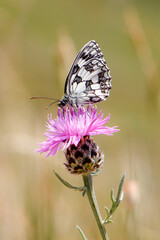  Fioritura Castelluccio di Norcia