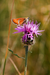  Fioritura Castelluccio di Norcia