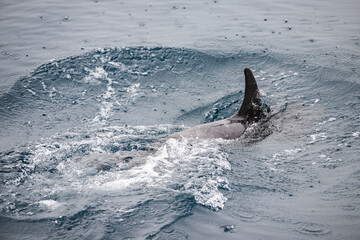 Dolphin swimming, tail splashing, Galápagos 