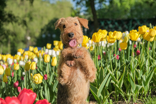 Cute airedale terrier dog sitting in front of tulips flowers 