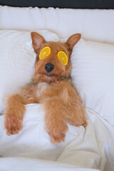 Cute airedale terrier dog resting in bed with cosmetic face mask 