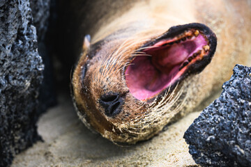 Sleepy sea lion yawning, Galápagos 