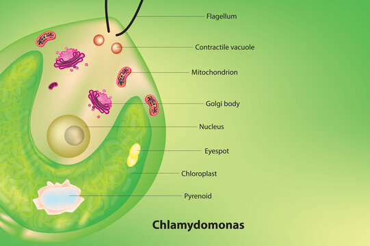 Chlamydomonas structure