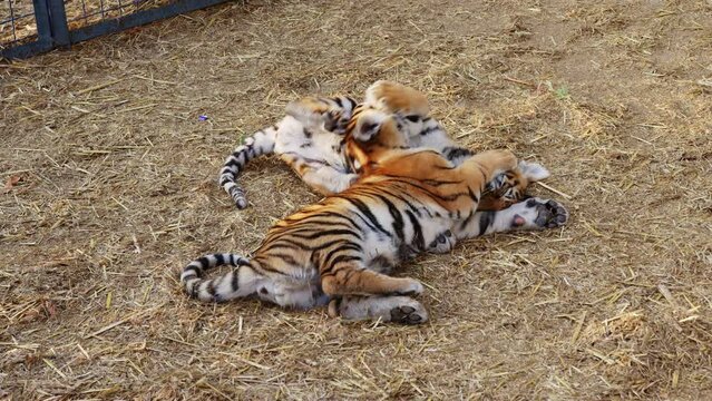 Tiger cubs frolic, play, bite each other in hay in cage. Big striped cat kids are fighting in zoo. Feline animal children have fun, spend time in fenced area. Sunny day. Predators family