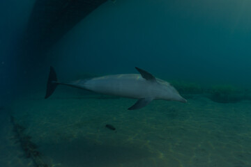 Dolphin swimming in the Red Sea, Eilat Israel
