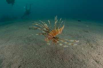 Lion fish in the Red Sea colorful fish, Eilat Israel
