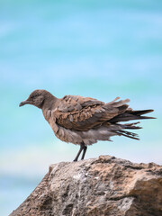 Lava gull (juvenile) ruffling feathers, rarest gull in the world, Galápagos 