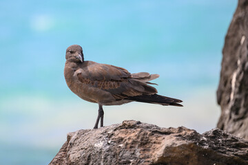 Lava gull (juvenile) looking leftward, rarest gull in the world, Galápagos 