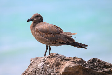 Fototapeta na wymiar Lava gull (juvenile), rarest gull in the world, Galápagos 
