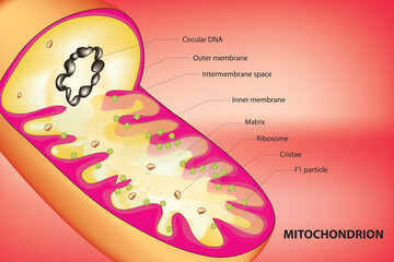 Labeled Mitochondrion Anatomy 