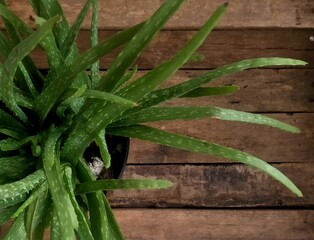 aloe vera plant on the table 