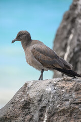Lava gull (juvenile), rarest gull in the world, Galápagos 