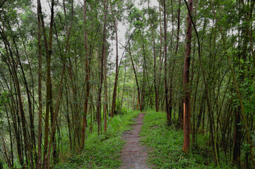 A small rocky walking path in the jungle