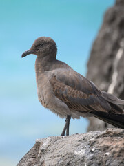 Obraz premium Lava gull (juvenile) with head erect, rarest gull in the world, Galápagos 
