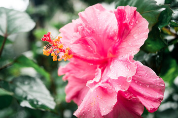 A blooming Hibiscus rosa-sinensis after rain