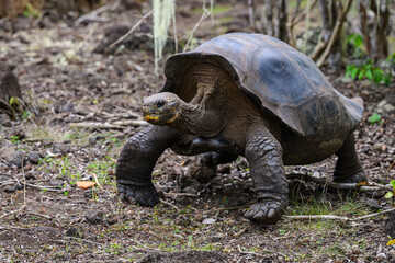 Galápagos tortoise, walking across